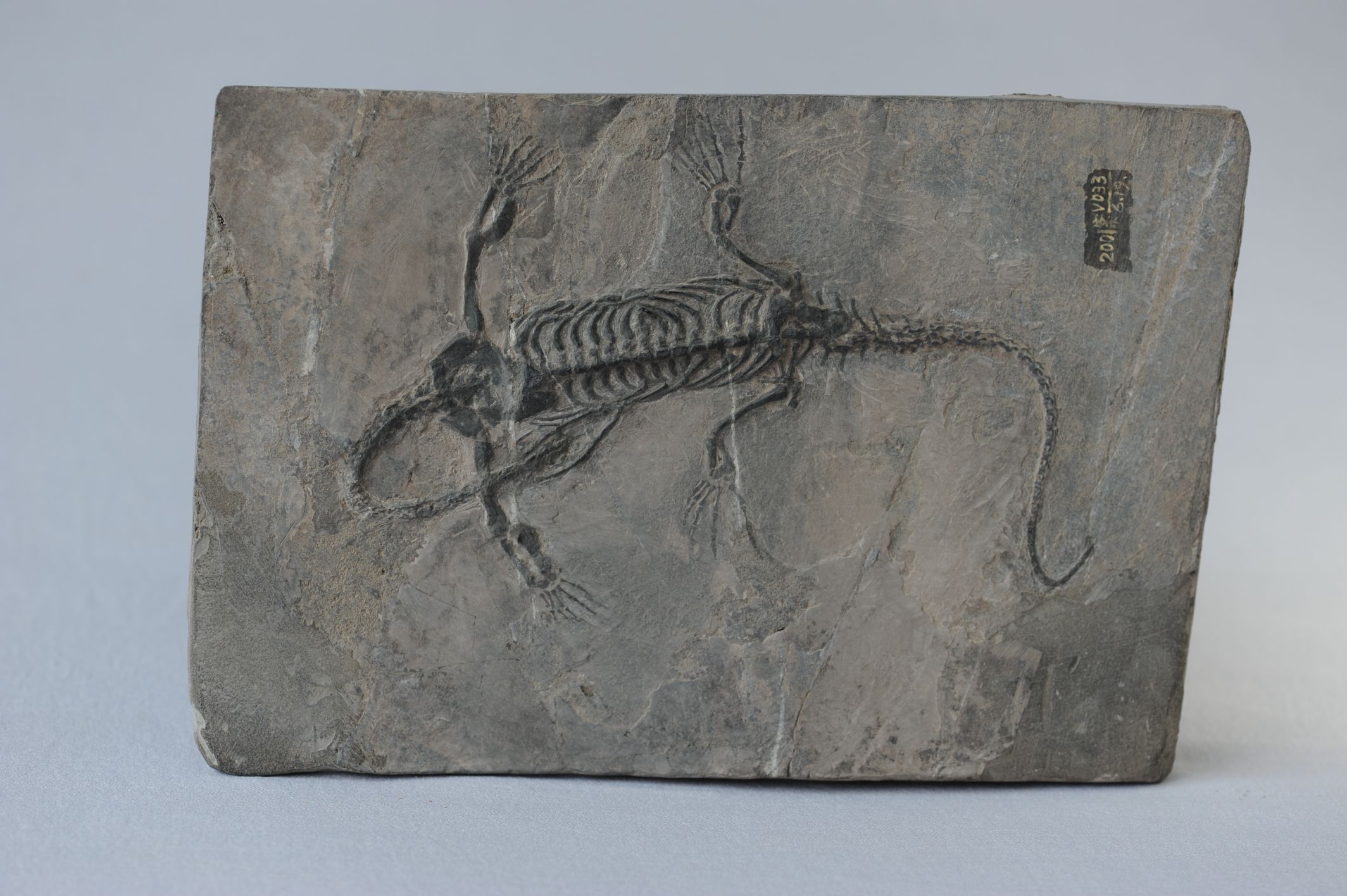 扶绥中国上龙化石图片